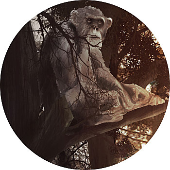 插画,猴子,坐在树上,树林,白色背景