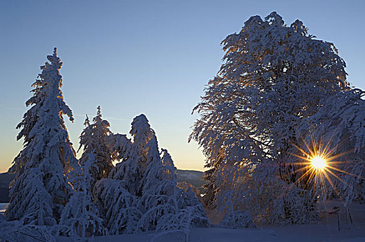 树,积雪,太阳,逆光,冬天