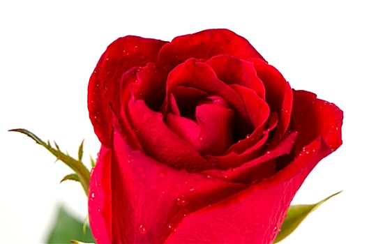 美丽,红玫瑰