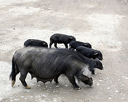 黑猪,藏香猪,家畜,动物,放养