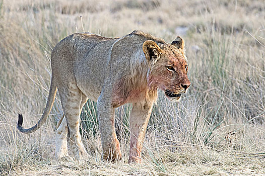 狮子,雄性,站立,草丛,埃托沙国家公园,纳米比亚,非洲