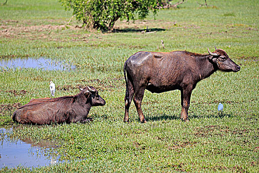 水牛,两个,幼小,幼兽,牛背鹭,国家公园,斯里兰卡,亚洲