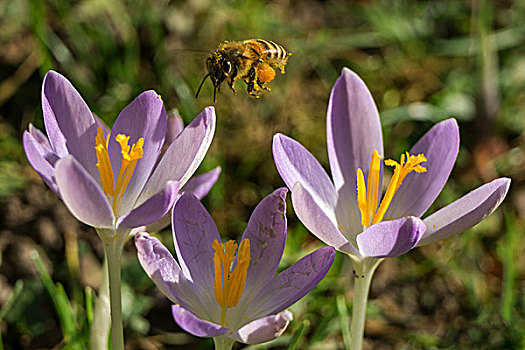 蜜蜂,接近,藏红花,花,紫罗兰,巴登符腾堡,德国,欧洲