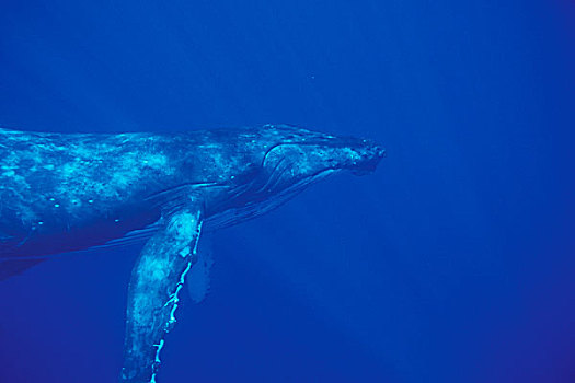 太平洋,驼背鲸,大翅鲸属