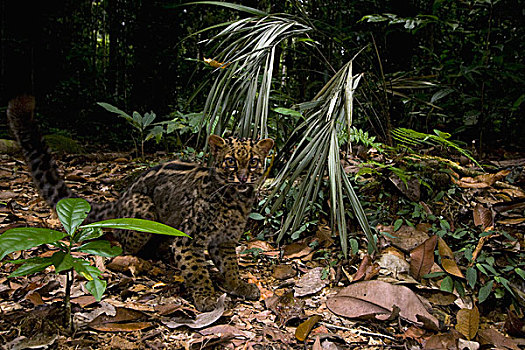 猫科动物,低地,雨林,山,公园,沙巴,婆罗洲,马来西亚
