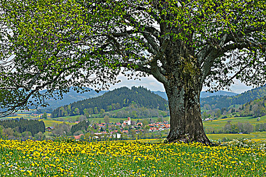 酸橙树,巴伐利亚,德国