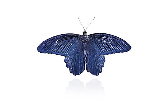 一只深蓝色蝴蝶,特写
