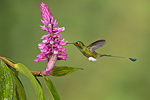 蜂鸟,飞,进食,花,厄瓜多尔