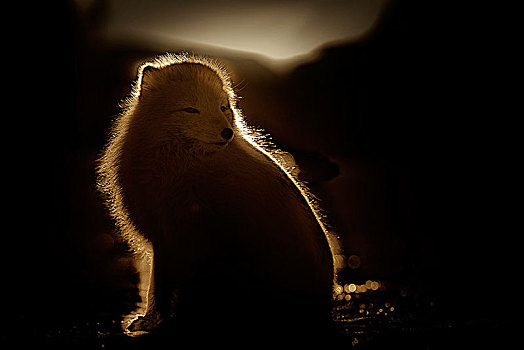 北极狐,狐属,斯匹次卑尔根岛,斯瓦尔巴特群岛