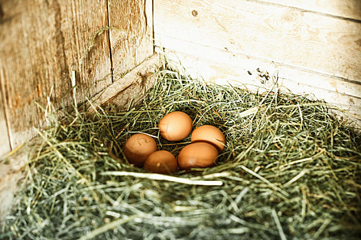 清新,蛋,母鸡,鸟窝,厩