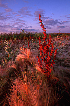 植被,红色,植物,艾伯塔省,加拿大