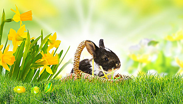 复活节兔子,复活节,草地,复活节彩蛋,水仙花