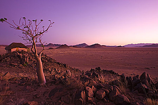 纳米比亚,荒芜,非洲,树