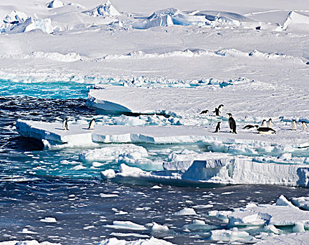 冰架,南极,帝企鹅,阿德利企鹅,边缘,大幅,尺寸