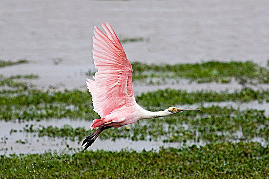 粉红琵鹭,上方,沼泽,委内瑞拉