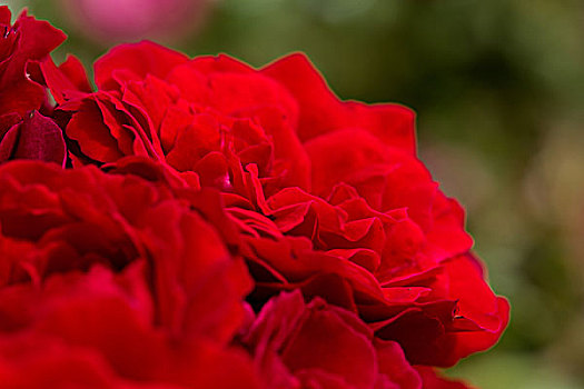 漂亮,红玫瑰,背景