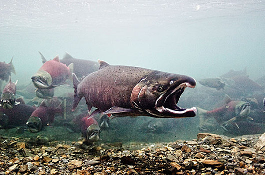水下视角,雄性,三文鱼,展示,动作,红大马哈鱼,溪流,三角洲,威廉王子湾,阿拉斯加