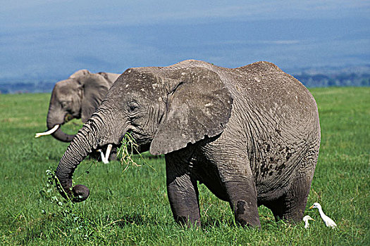 非洲象,女性,吃草,马赛马拉,公园,肯尼亚