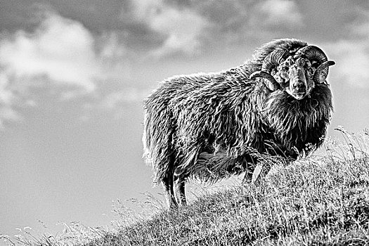 冰岛,有角,绵羊