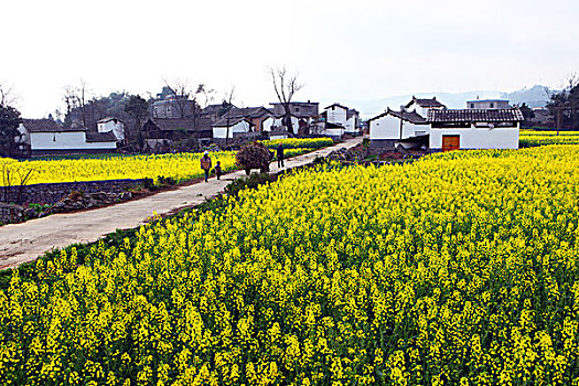 云南罗平油菜花