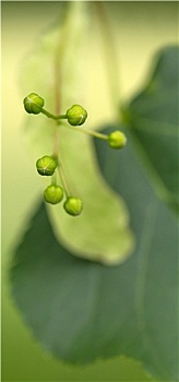 水果摊,银,菩提树