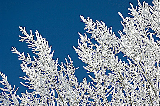 树枝,冬天,白霜