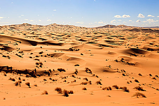 沙丘,荒芜,草,却比沙丘,摩洛哥