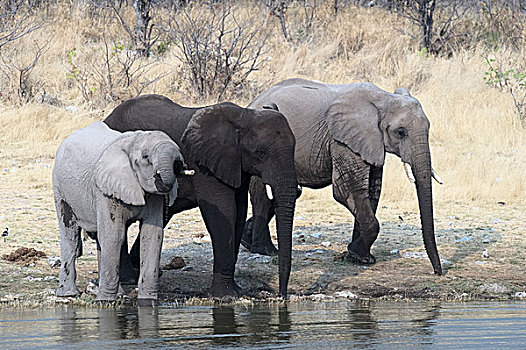三个,非洲象,站立,饮用水,埃托沙国家公园,纳米比亚,非洲