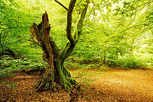 老,铁树,木头,草场,北方,黑森州,德国