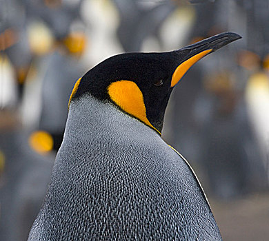 帝企鹅,索尔兹伯里平原,南乔治亚,南极