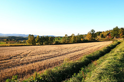 日本北海道美瑛秋景