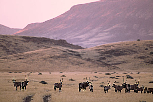 牧群,南非大羚羊,山谷,黄昏,考科韦尔德