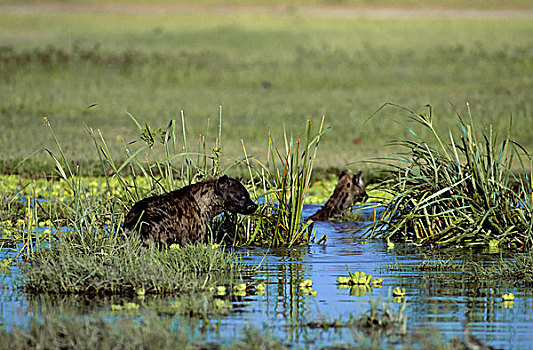 肯尼亚,安伯塞利国家公园,公园,斑点,鬣狗,玩,水中