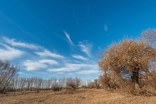 中国内蒙古蓝天白云下的田野树林