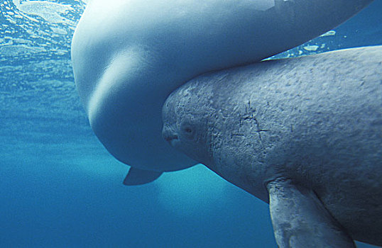白鲸,幼兽