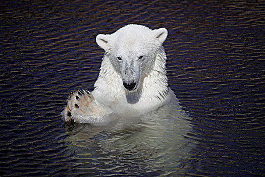 北极熊,成年,水中,爪子,拿,一起,动物园,芬兰,欧洲