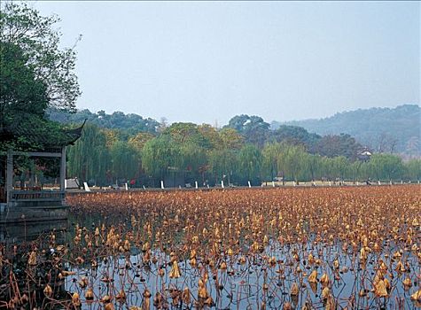 平湖秋月