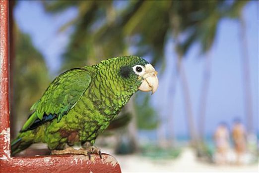 多米尼加共和国,绿色,鹦鹉