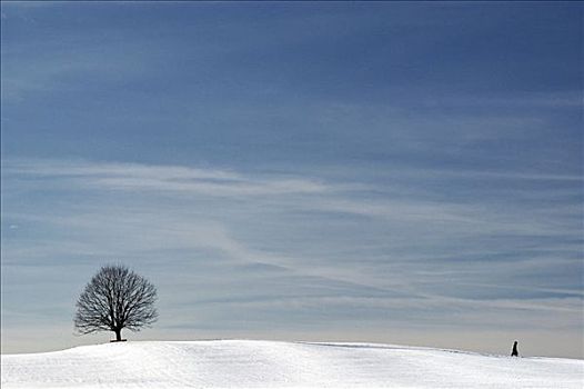孤树,蓝天,冬季风景,巴伐利亚,德国
