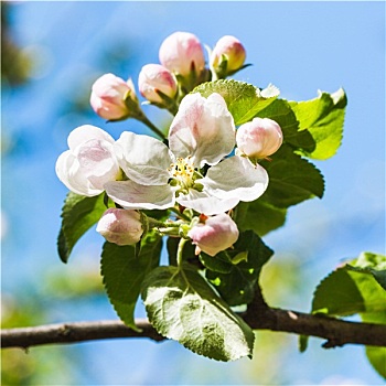 盛开,花,苹果树,特写,春天
