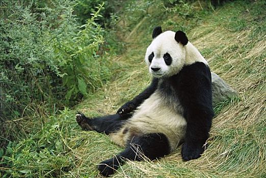 大熊猫,坐在地上,中国,研究中心,卧龙自然保护区