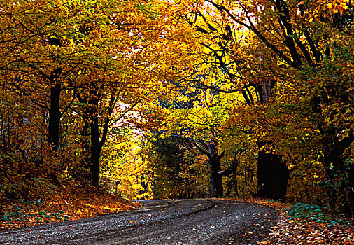 弯路,围绕,树,秋天