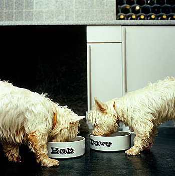 两个,梗犬,狗,吃,碗