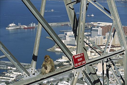 叟猴,市区,坐,靠近,警告标识,直布罗陀