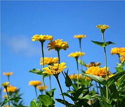 亮黄色,万寿菊,花