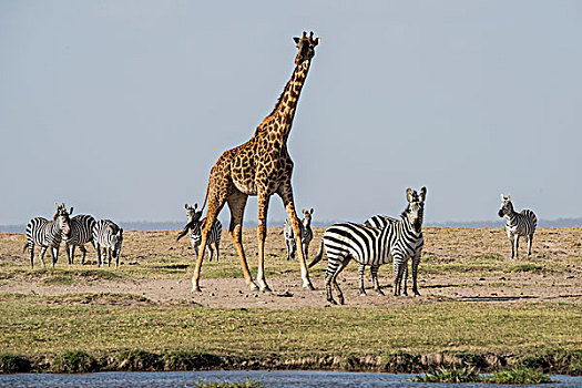 非洲,肯尼亚,户外,安伯塞利国家公园,长颈鹿,马赛长颈鹿,白氏斑马,水边,洞,大幅,尺寸