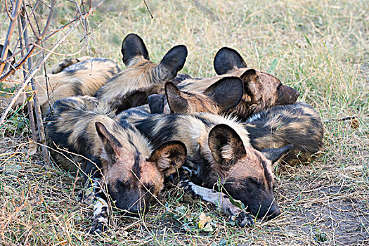 非洲野狗,非洲野犬属,睡觉,一起,温暖,北方,博茨瓦纳