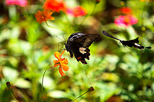 两只蝴蝶在花丛中飞舞