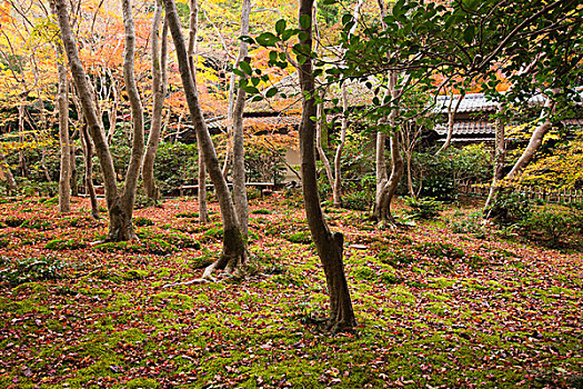 日式庭园,庙宇,京都,日本