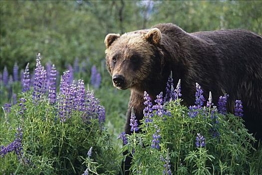 俘获,棕熊,走,野花,阿拉斯加野生动物保护中心,夏天,阿拉斯加